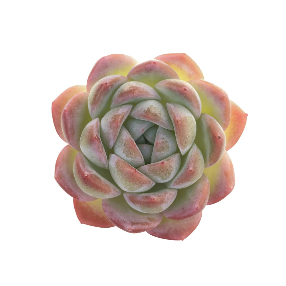 Echeveria Suryeon