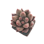Pachyphytum Angel Fingers Red