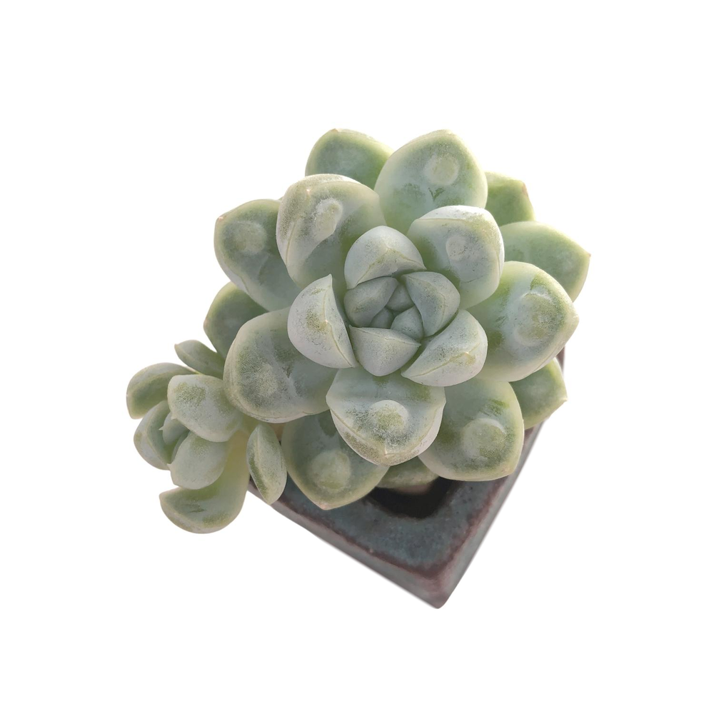 Echeveria Dodori New Hybrid