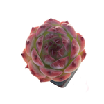 Echeveria Chihuahuaensis