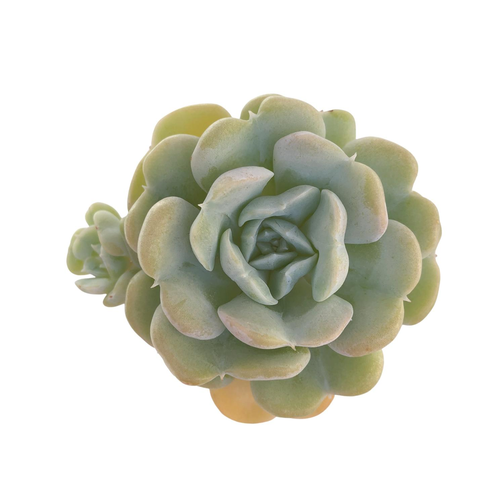 Echeveria Heart Angel, New Hybrid