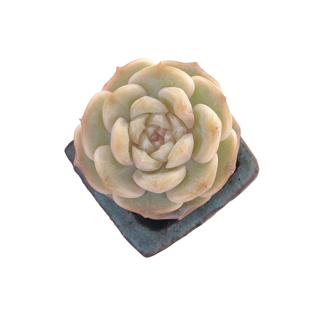 Echeveria Pure Love
