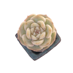 Echeveria Pure Love