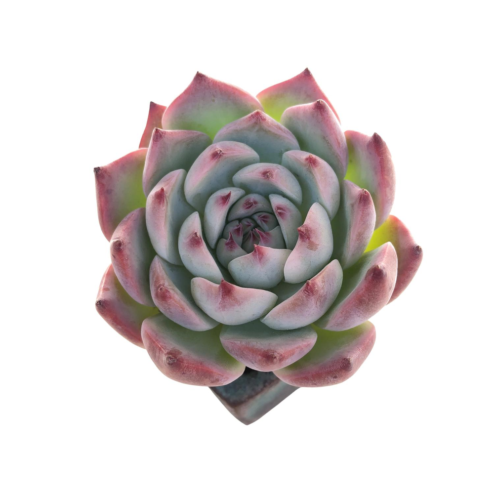 Echeveria Momotarou