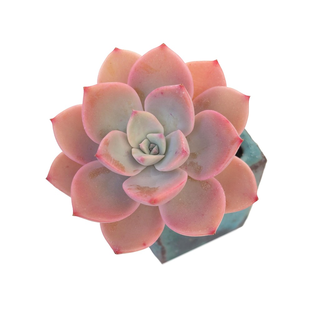 SALE! Echeveria Tinkerbell