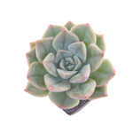 Echeveria Moon Fairy