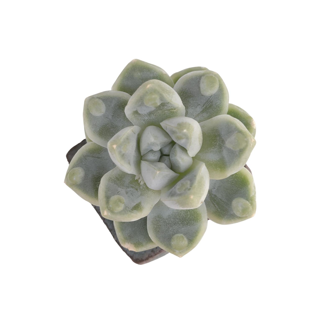 Echeveria Dodori New Hybrid