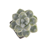 Echeveria Dodori New Hybrid