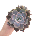 Echeveria La Bamba, Large Double