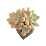 Pachyphytum Muil