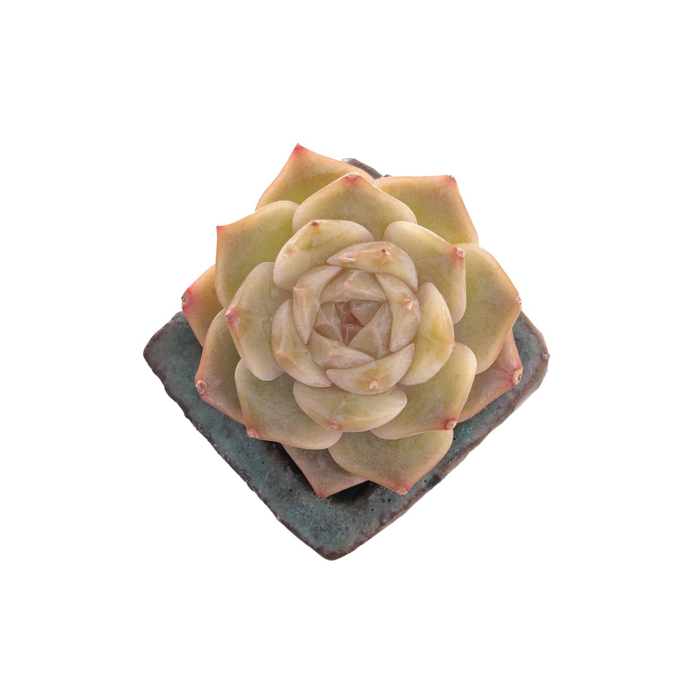 Echeveria Pure Love