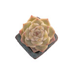 Echeveria Pure Love