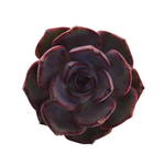 Echeveria Black Tan, (Small Blemish)