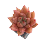 Echeveria Agavoides Shaikh, (Random)