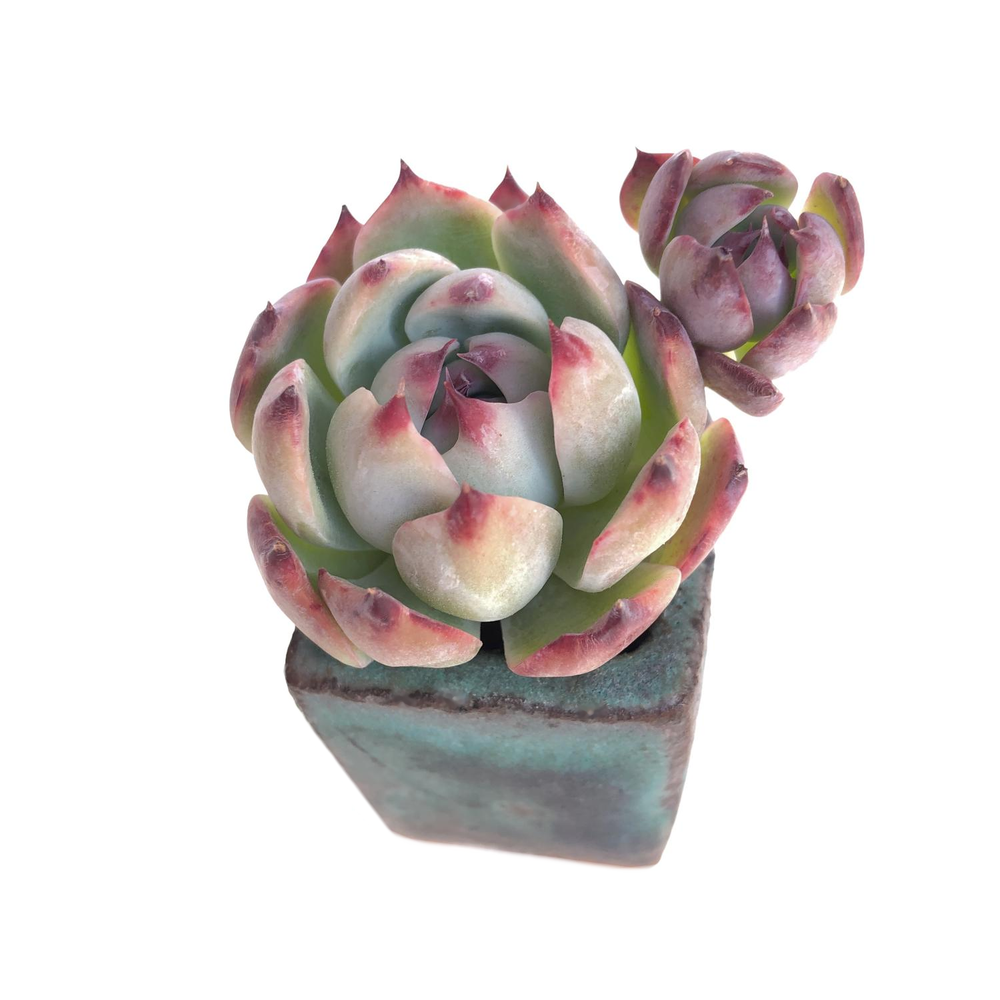 Echeveria Momotarou, Small