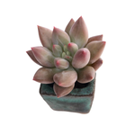 SALE! Pachyphytum Angel Fingers