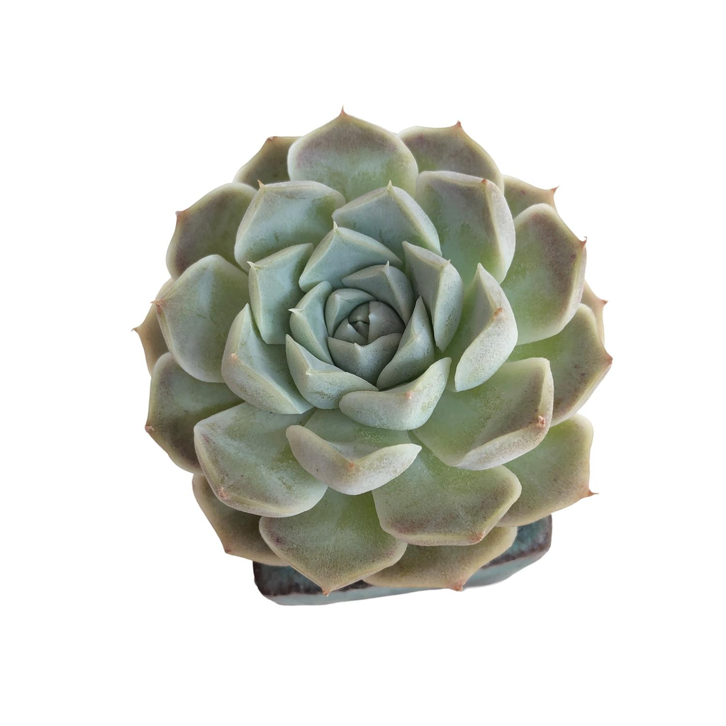 SALE! Echeveria Ice Rose – Cedar Creek Farmhouse