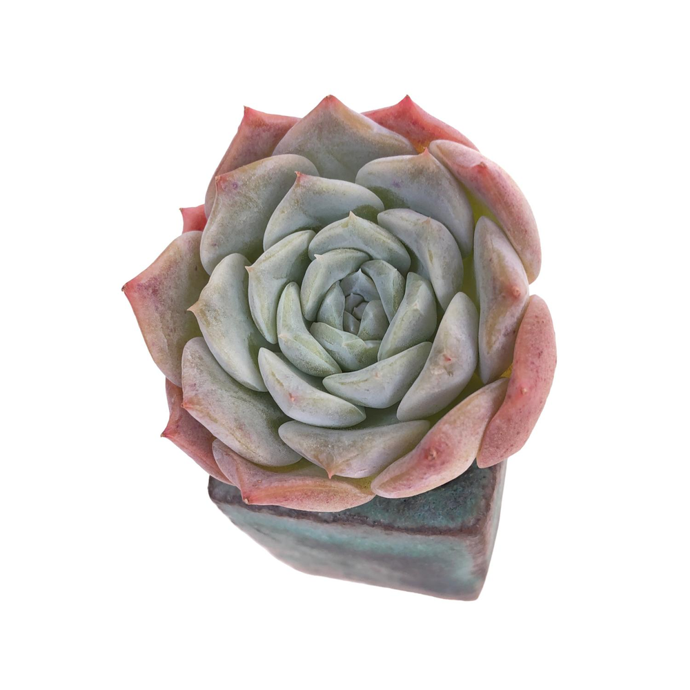 SALE! Echeveria Purple Lane