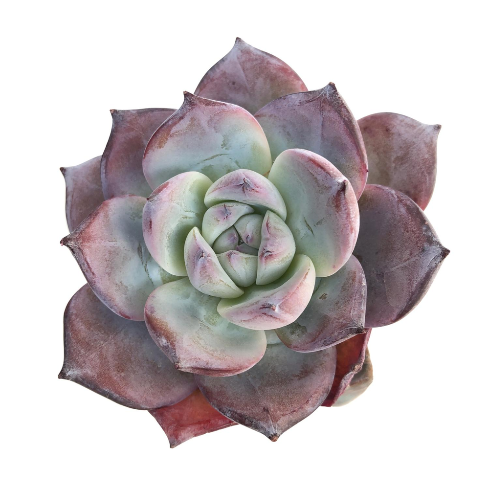 SALE! Echeveria Black Sabbath