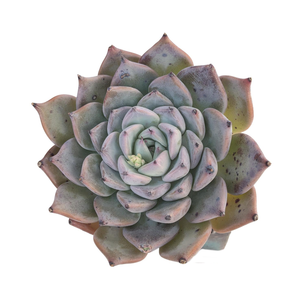 SALE! Echeveria Black Ball