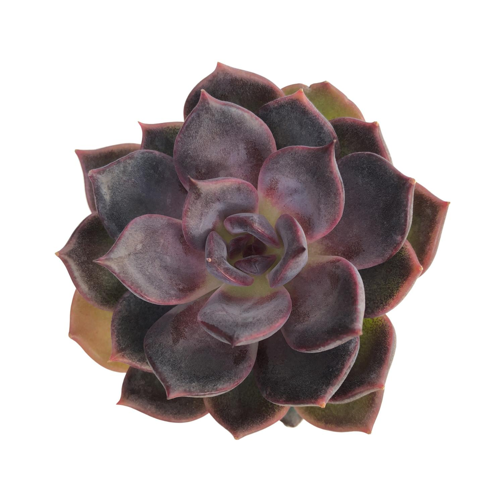 SALE! Echeveria Odette