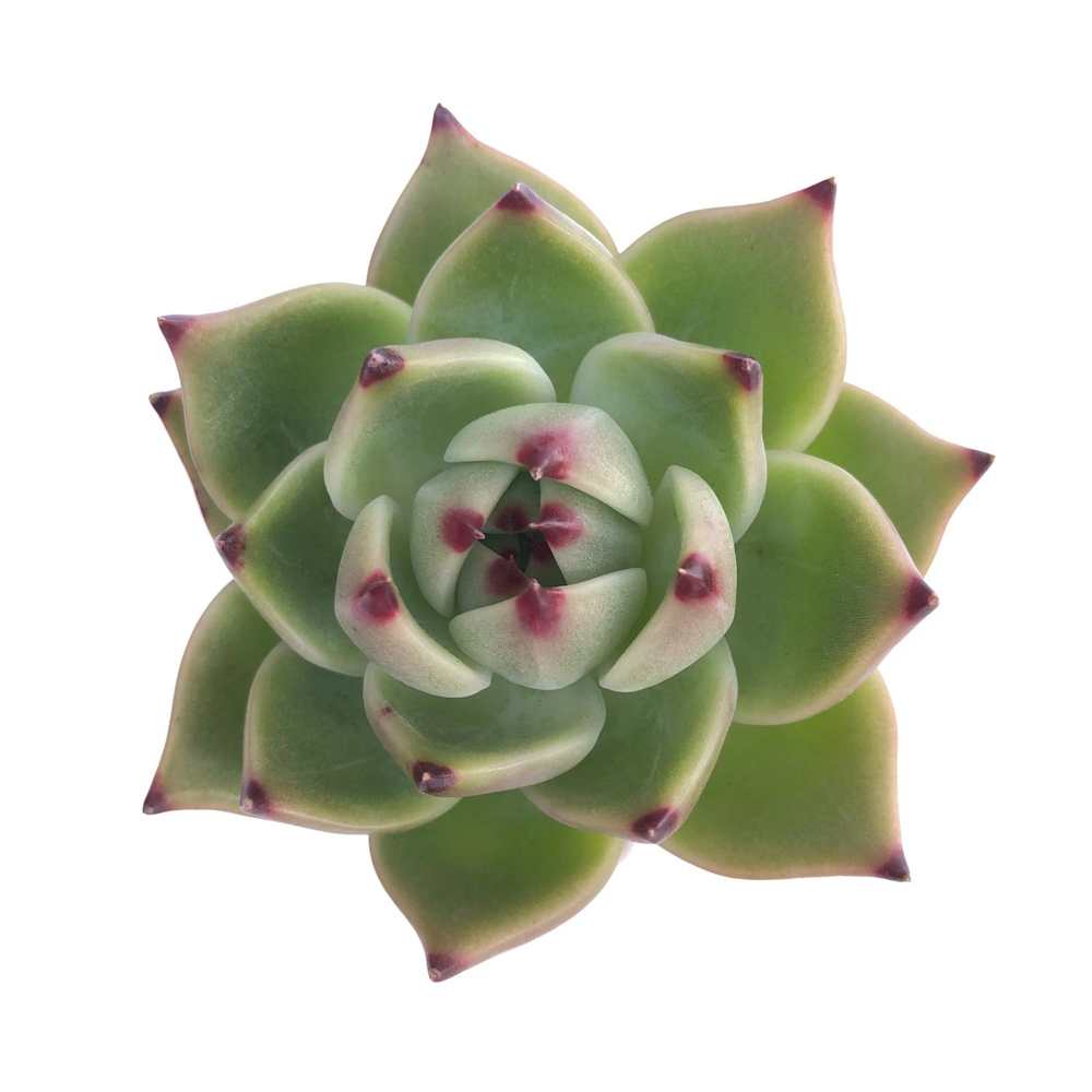 SALE! Echeveria Agavoides Blue Dragon