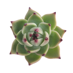 SALE! Echeveria Agavoides Blue Dragon