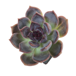 SALE! Echeveria Dark Chocolate