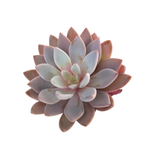 SALE! Echeveria Lulu