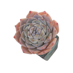 Echeveria Purple Elio