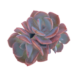 Echeveria Dusty Rose, Triple