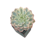 SALE! Echeveria Minima, Variegata