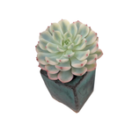 SALE! Echeveria Minima, Variegata