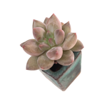 SALE! Pachyphytum Angel Fingers