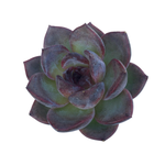 Echeveria Black Queen Hybrid