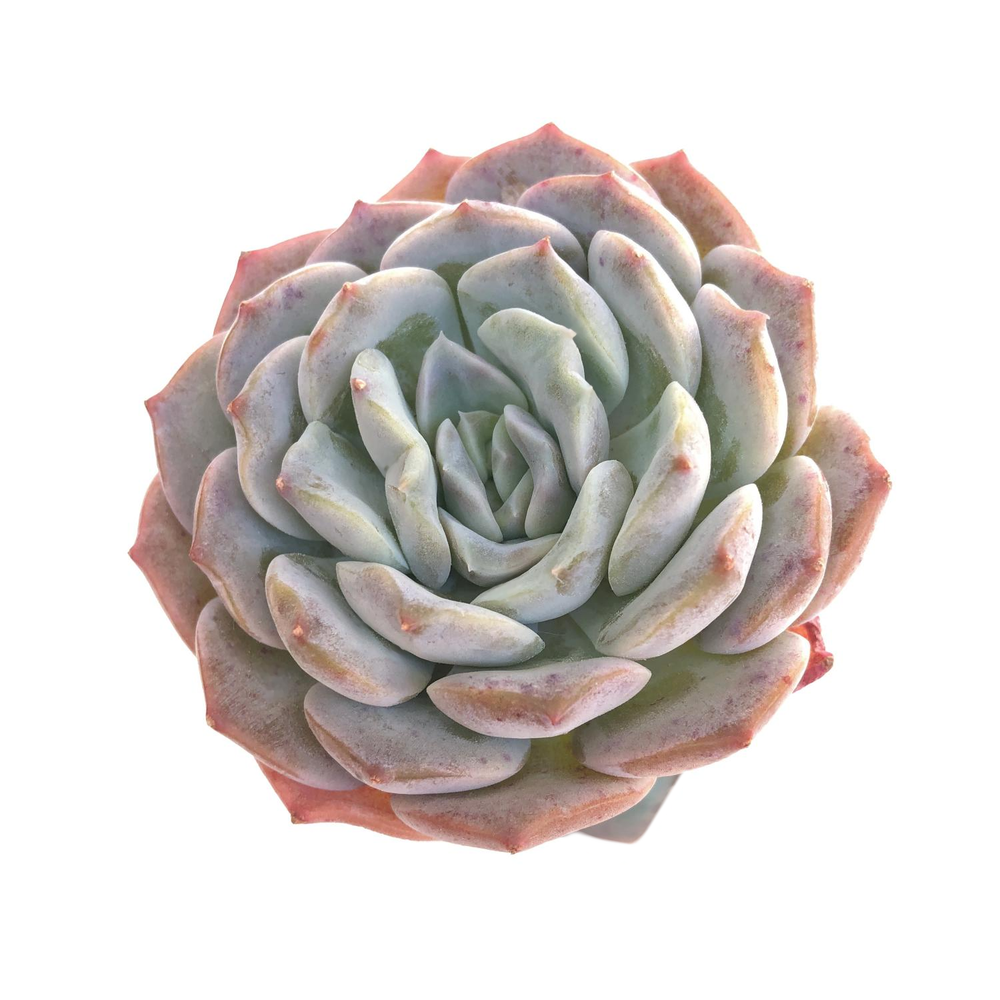 SALE! Echeveria Sp.