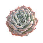 SALE! Echeveria Sp.
