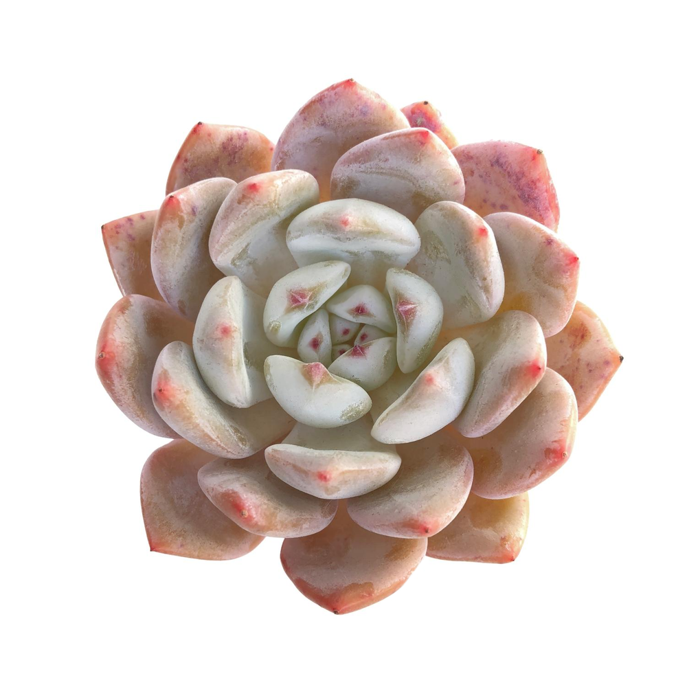 SALE! Echeveria Orange Monroe