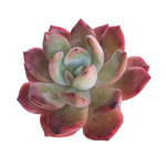 SALE! Echeveria Glam Pink