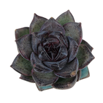 Echeveria Black Bear