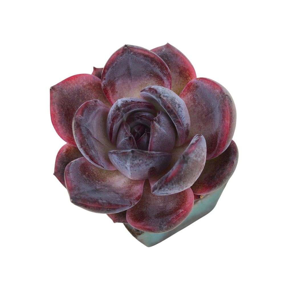 Echeveria Odette