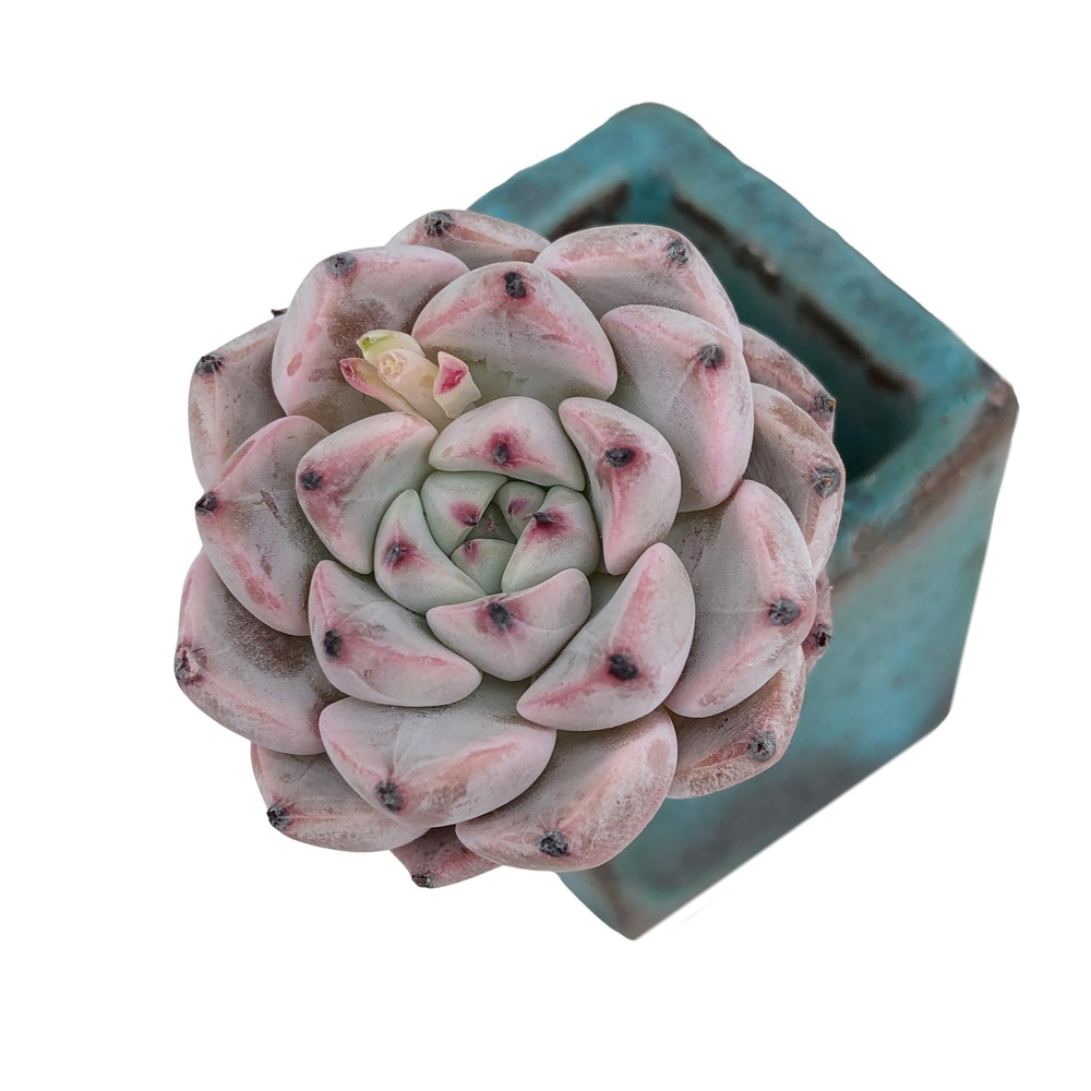 Echeveria Alice Blue