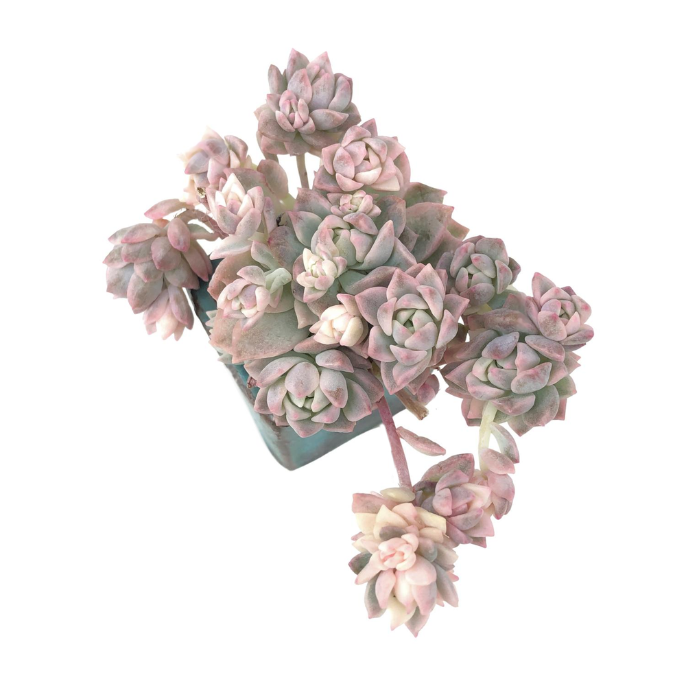 Echeveria Prolifica, Variegata