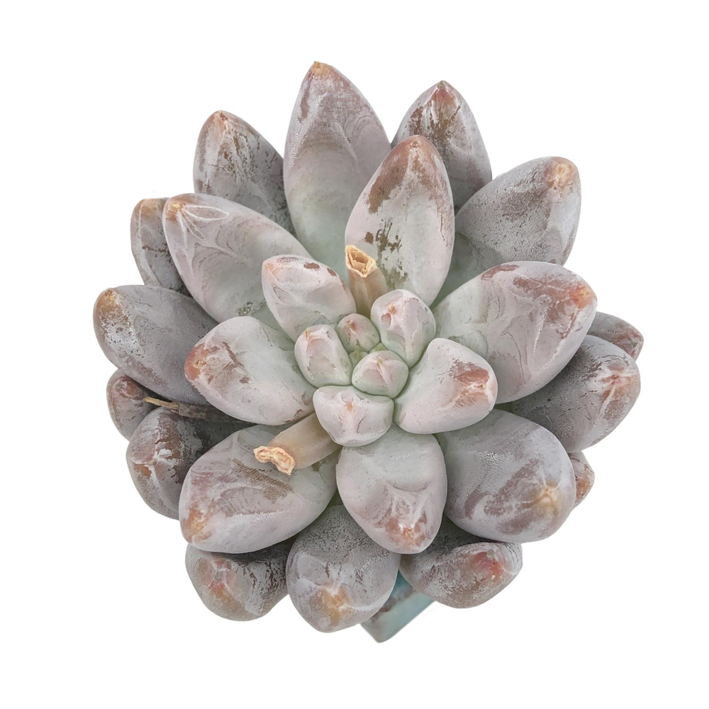 Echeveria Tolimanesis