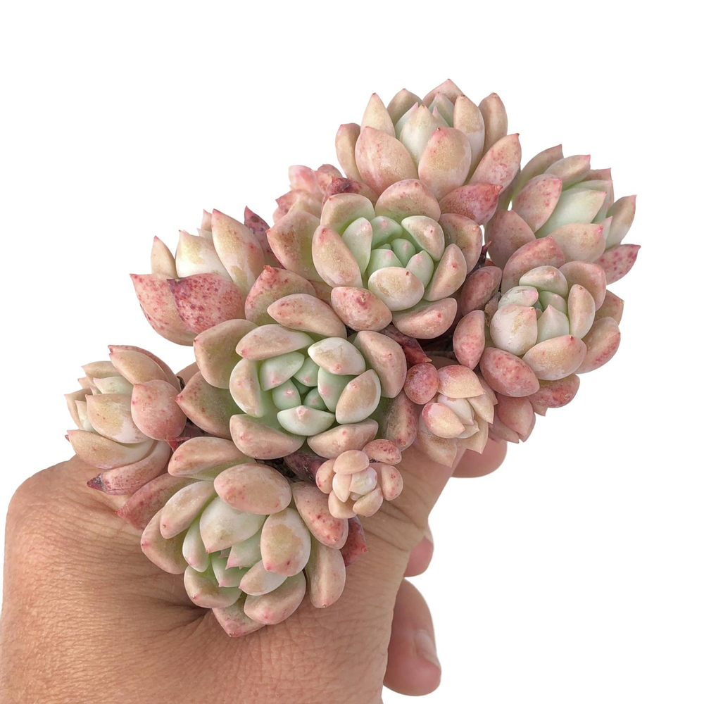 Echeveria Sp. Cluster