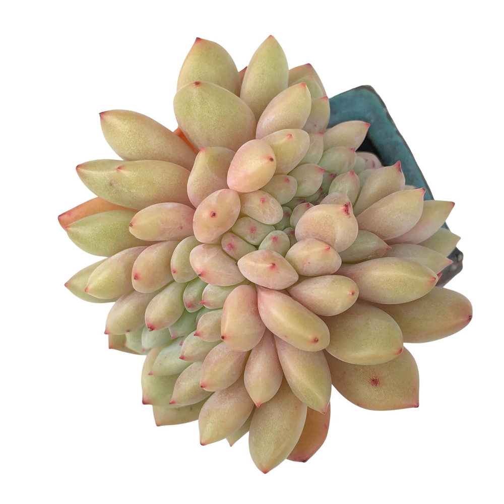 Echeveria Ariel, Cristata