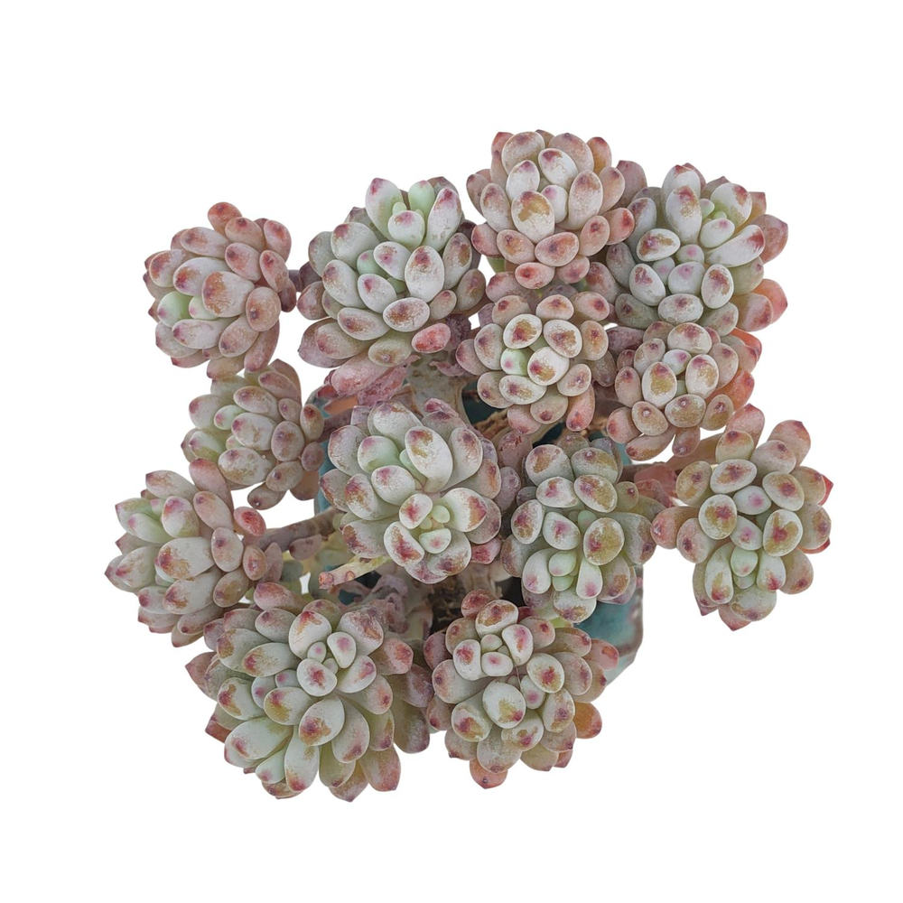 Graptopetalum Blue Beans Cluster