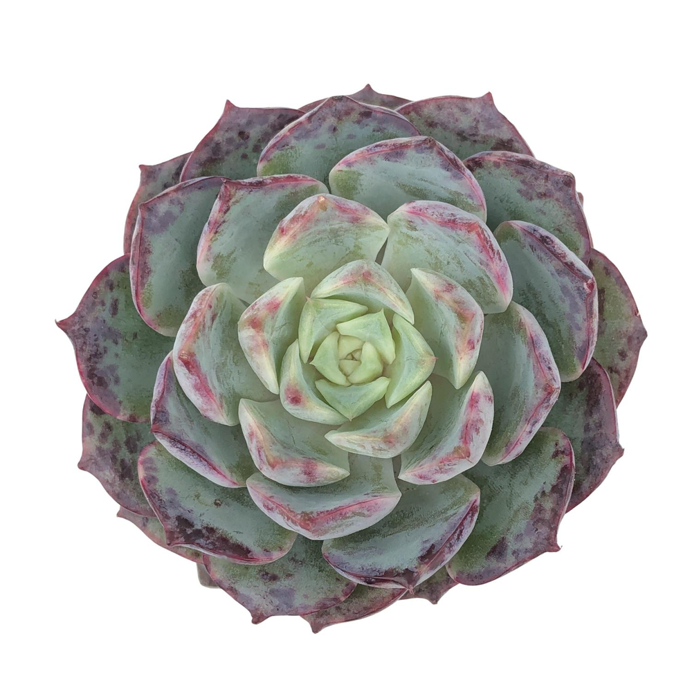 Echeveria Max Purple