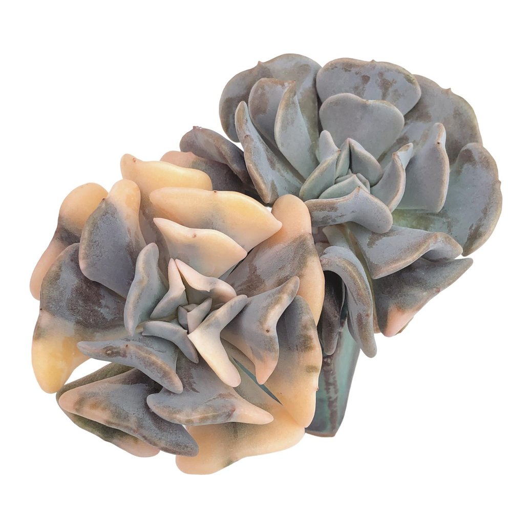 Echeveria Cubic Frost, Variegata