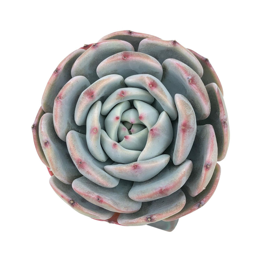 Echeveria Sp.